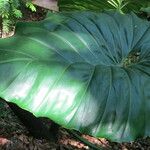 Philodendron giganteum Leaf