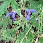 Salvia patens Cvet