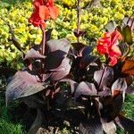 Canna × hybrida Habitus