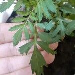 Tagetes patula Blad