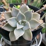 Graptopetalum paraguayense পাতা