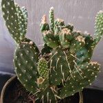 Opuntia maxima Yaprak