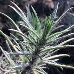 Plantago sempervirens Leaf