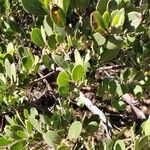 Arctostaphylos patula Blad