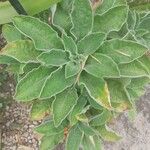 Helichrysum foetidum Blatt