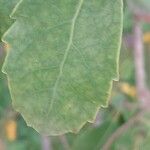 Azara petiolaris Leaf