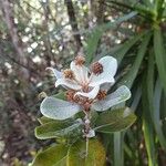 Codia albifrons Flor