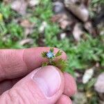 Myosotis laxa Flower