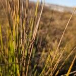 Juncus effususCvet