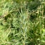 Elymus virginicus Leaf