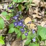 Salvia urticifolia