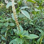 Phytolacca icosandra Flower