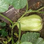 Cucurbita moschataᱡᱚ