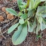 Verbascum sinaiticum Blatt