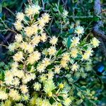 Acacia howittii Flower