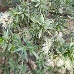 Gochnatia glutinosa Leaf