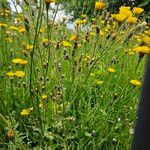 Scorzoneroides autumnalis Hábito