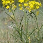 Erysimum montosicola Alia