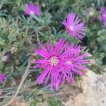 Delosperma cooperiFlower