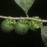 Diospyros tetrandra Meyve