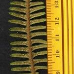Gleichenia bifida Other