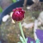 Tanacetum coccineum Flower