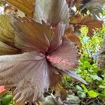 Acalypha wilkesiana Цветок