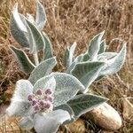 Asclepias eriocarpa Levél