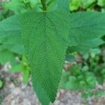 Scrophularia nodosa Leaf