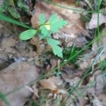 Peucedanum oreoselinum Leaf