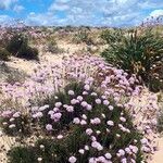 Armeria pungens 花