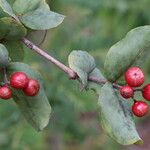 Psorospermum febrifugum Frucht