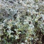 Cotoneaster dielsianus ശീലം