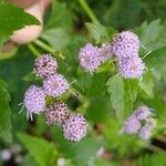 Conoclinium coelestinum Flower