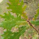 Quercus cerris Blad