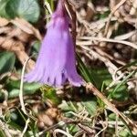 Soldanella pusilla Blüte