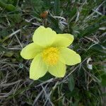 Pulsatilla alpina Flower