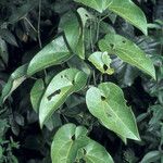 Aristolochia leprieurii Levél