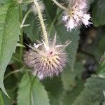 Dipsacus pilosus Fruit