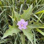 Datura stramoniumFlower