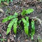 Asplenium scolopendrium Liść