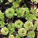 Saxifraga praetermissa Habit