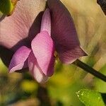 Wajira grahamiana Flower
