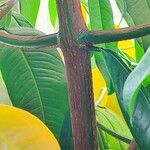 Bouea macrophylla Bark