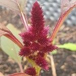 Amaranthus cruentusΛουλούδι