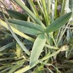 Trifolium montanum Leaf