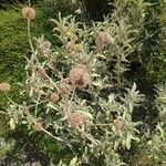 Phlomis fruticosa Flor