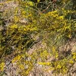 Solidago odora Цвят