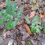 Dryopteris sieboldii Leaf