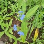 Commelina latifolia Liść